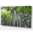 thumbnail image 2 of Dense Bamboo Forest of Japan, 2 of 3