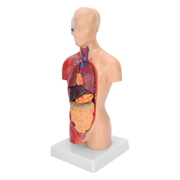 Sonew 28cm Science Tech Human Torso Model Educational Classroom Model