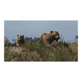 thumbnail image 4 of Cabela's Dangerous Hunts 2013 - Jeu en Ligne Gratuit Gratuit, 4 of 11