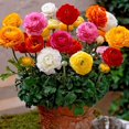 thumbnail image 1 of GSDWIUEW 8 Ranunculus Bulbs for Planting, Pastel Mixed Persian Buttercup Bulbs Mix Color Ranunculus Asiaticus Corms Perennial Flower Bulbs for Garden, 1 of 7
