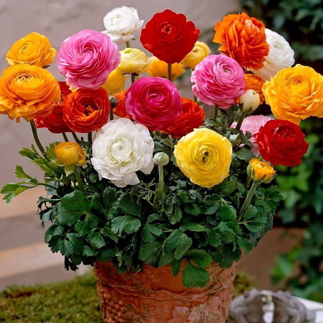 GSDWIUEW 8 Ranunculus Bulbs for Planting, Pastel Mixed Persian Buttercup Bulbs Mix Color Ranunculus Asiaticus Corms Perennial Flower Bulbs for Garden