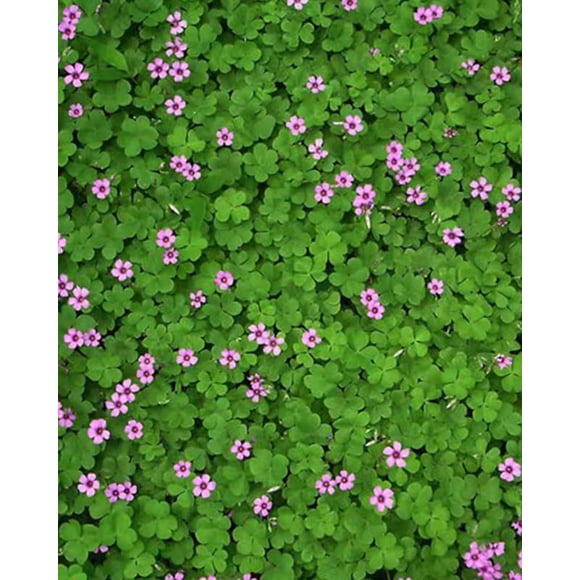 GSDWIUEW White & Pink Clover Seeds-200g Seeds for Lawn, Garden, or Lucky Charm Nitrogen-Fixing Ground Cover St. Patrick s Day & Irish Heritage Symbol -Friendly Planting (Pink)