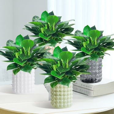 Sentmoon Planters for Outdoor Plants Pots for Plants Selfs Watering Transparent Flower Pots for Small Potted s Suitable for Hydroponics