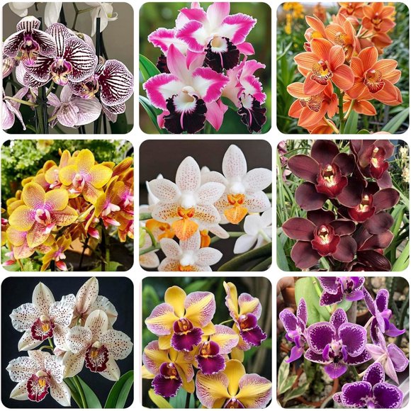 HJADGG Mix Orchid Seeds for Planting, 110+ Non-GMO Heirloom Seeds, Home Garden and Outdoor Use