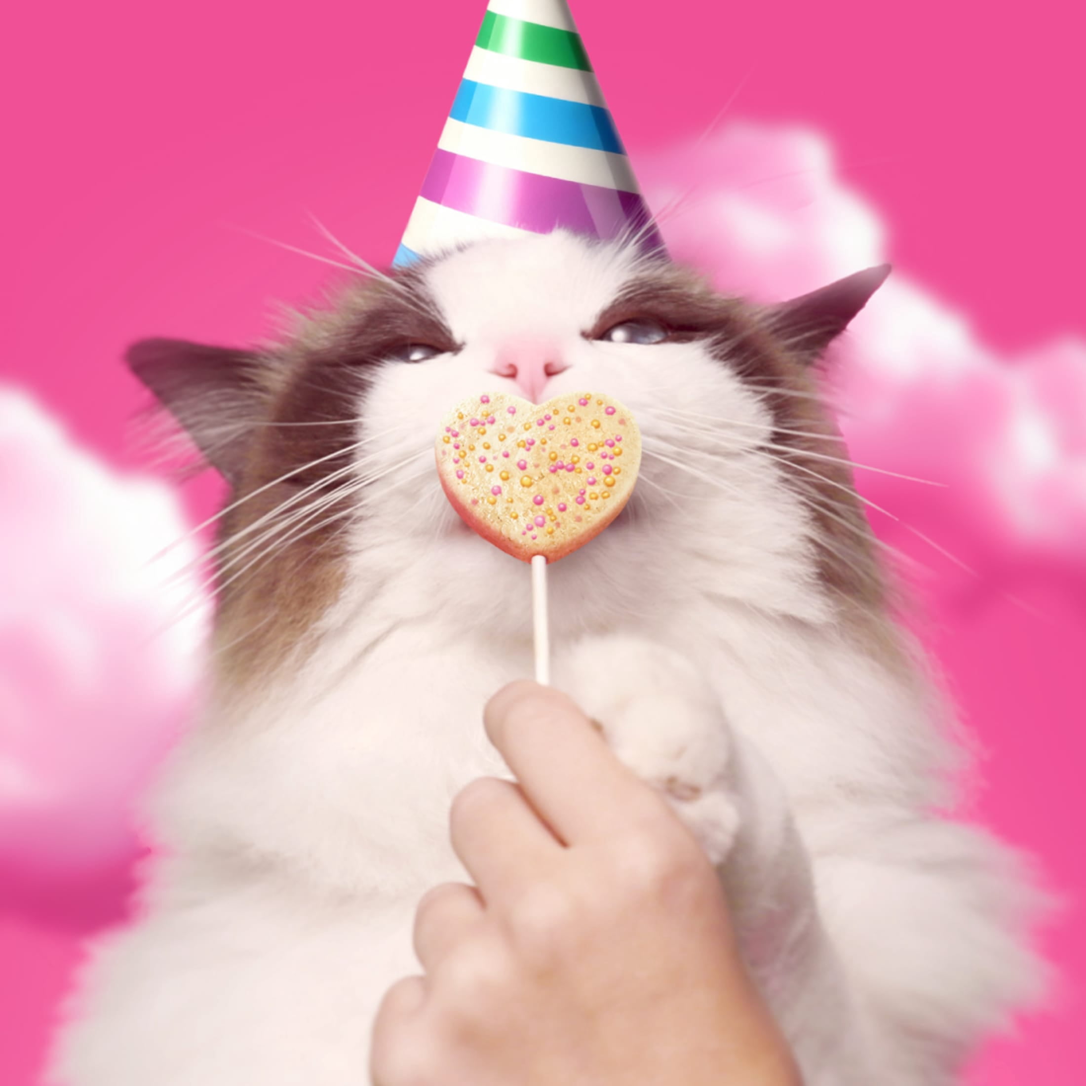 BONKERS Purrpops Suçons pour chat lyophilisés à saveur de poulet, édition Gâteau d’anniversaire, emballage de 4