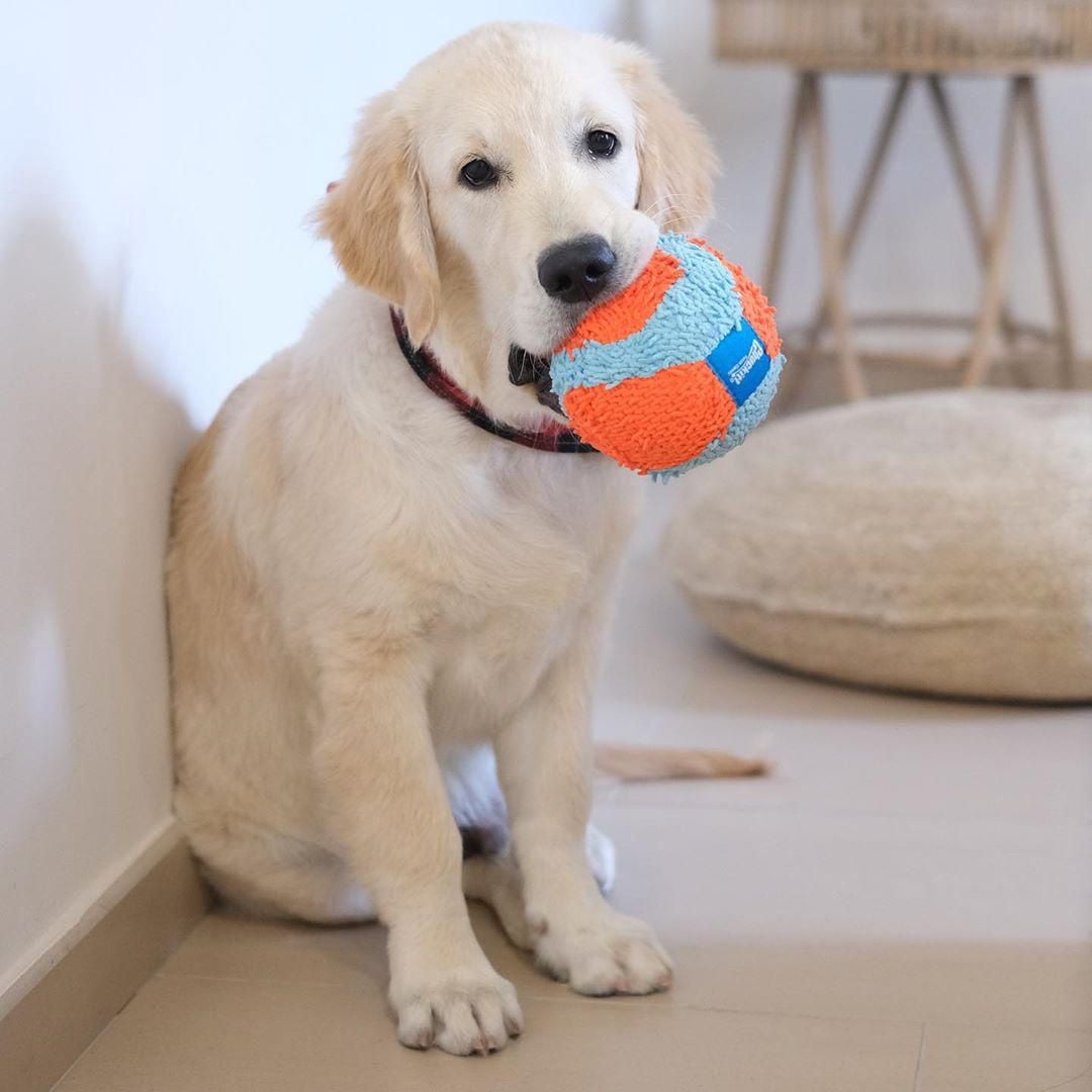 Chuckit! Jouet d'intérieur pour chien