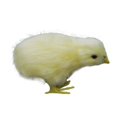 thumbnail image 1 of Mini Easter Chicks Yellow Easter Chenille Chicks Cute Complete Easter Chicks Easter Party Chicks, 1 of 11