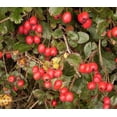 thumbnail image 4 of 20 Graines de Aubépine Anglaise Fruit Comestible Fleur Mayflower Crataegus Laevigata, 4 of 10