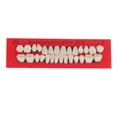 thumbnail image 2 of Ensemble de 28 Pcs Modèle de Dents en Résine Réaliste pour Dentiers Simples, Durables et Imperméables, Universel, Léger, Fausses Dents, Modèle de Fausses Dents, 2 of 7