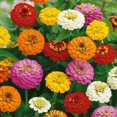 thumbnail image 1 of Graines - Zinnia, 1 of 2