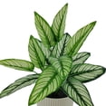 thumbnail image 3 of Mainstays 10in Indoor Artificial Plant in Pot, Green Color Calathea, 3 of 5