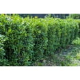 thumbnail image 3 of Buis commun (Buxus) conifère arbustif 2 gal, 3 of 5