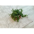 thumbnail image 4 of Rug Branch Modern Floral Indoor Area Rug, 4 of 9