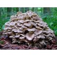 thumbnail image 1 of GSDWIUEW Spores Maitake Dancing Mushrooms Seeds Mycelium Spawn Substrate for Planting, 1 of 8