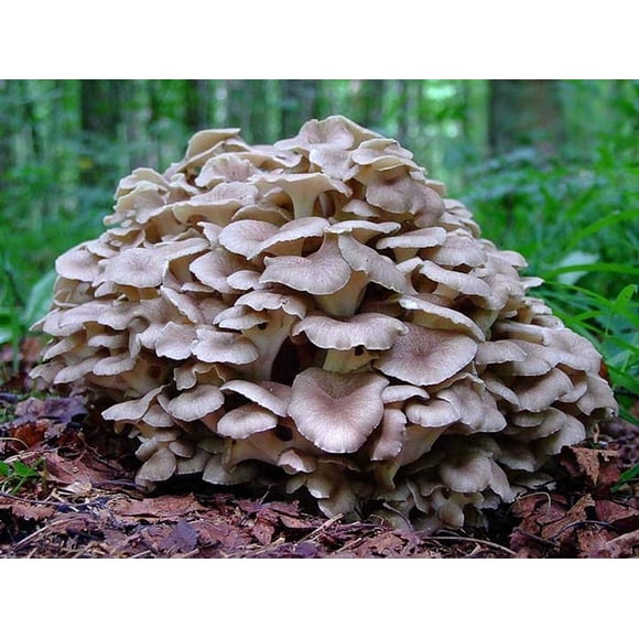 GSDWIUEW Spores Maitake Dancing Mushrooms Seeds Mycelium Spawn Substrate for Planting