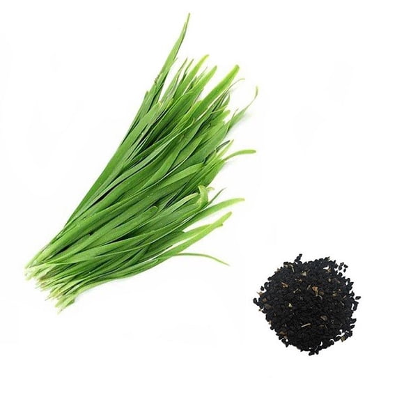 Chives Seeds for Planting 400 Seeds, Organic, Non GMO بذر تره