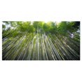 thumbnail image 2 of Design Art - Forêt de Bambous de Kyoto Japon., 2 of 4