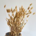 thumbnail image 5 of CAROOTU 50 Pcs Dried Flower Grass Decoration Photography Props for Home Store Wedding, 5 of 5