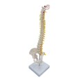 thumbnail image 1 of Human Spine Model Vertebral Column 17.7" Life Size for Teaching Aid standing, 1 of 8