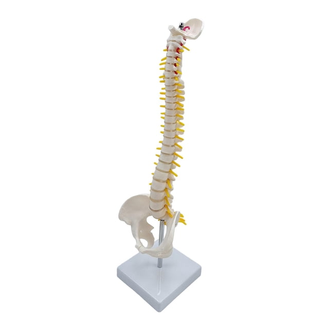 Human Spine Model Vertebral Column 17.7" Life Size for Teaching Aid standing