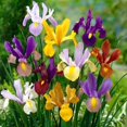 thumbnail image 1 of Flower Bulbs - Iris Hollandica Dutch Iris Assorted (35 Bulbs), 1 of 1
