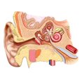 thumbnail image 1 of Affiche d'Anatomie de l'Oreille Humaine (15 x 12), 1 of 1