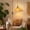 ceiling plug in pendant lights Under $5 a2, variant on Tusihei Plug in Pendant Light, Handcrafted Rattan Pendant Lamp with Plug in Rope, Boho Rattan Pendant Light for Bedroom Living Room Kitchen Decor