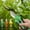 3Pcs handheld pruners save effort Under $5 a1, variant on Kadlawus Garden Pruning Shears for Gardening, Stainless Steel Blades Handheld Pruners, Effort-Saving Pulley Lever Bypass Pruners for Branches, Flowers, Plants
