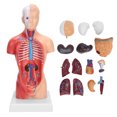 thumbnail image 3 of Sonew 28cm Science Tech Human Torso Model Educational Classroom Model, 3 of 8