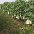 thumbnail image 4 of MYG 100pcs Garden Plant Fruit Cover Protect Net Mesh Bag Against Insect Bird Pest, 4 of 9