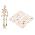 thumbnail image 1 of Mini Modèle de Squelette Humain, Ressources d'Apprentissage Modèle de Squelette, Jouet de Squelette Humain DIY, Modèle d'Assemblage Squelette en Bois Composite Jouet Éducatif pour Enfants, 1 of 9