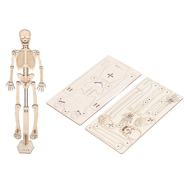 Mini Modèle de Squelette Humain, Ressources d'Apprentissage Modèle de Squelette, Jouet de Squelette Humain DIY, Modèle d'Assemblage Squelette en Bois Composite Jouet Éducatif pour Enfants