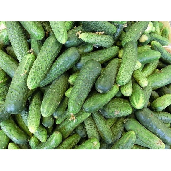 150 Graines de Concombre BOSTON à Marinades Héritage Cucumis Sativus Fruit Légume