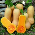 thumbnail image 3 of GSDWIUEW BUTTERNUT SQUASH *20 Seeds* Heirloom & Organic Seed-Seed, 3 of 3