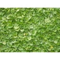 thumbnail image 2 of 1000 Graines de DICHONDRA Repens Aussi Appelé Feuille de Pelouse Fleur à Feuillage Persistant Couvre-Sol, 2 of 3