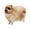 Yellow Kids Toys, variant on New & Trending Iumwxz Simulation Model Simulation Pomeranian Dog Model Toys Children's Gifts Gift Ideas New & Trending Summer Savings