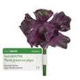thumbnail image 1 of FloraCraft Artificial Succulent Pick 3 Inch x 3.5 Inch Purple Ruffle, 1 of 3