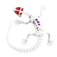 thumbnail image 4 of Dissect-It Salamander Lab, 4 of 5