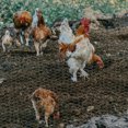 thumbnail image 1 of HEANUJJ Durable Green Chicken Wire Mesh for Garden Netting and Floral Arrangement Use, 1 of 6