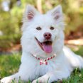 thumbnail image 2 of Diamonds Dog Collar Pet Dog Chain Cat Collar Adjustable Dog Collar Diamond Flash Dog Collar, 2 of 2