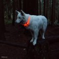 thumbnail image 2 of Coastal Pet Products Réglable Collier Lumineux pour Chien de 61cm (24") Pour la Marche Nocturne, 2 of 9