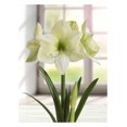 thumbnail image 1 of TASC BULBS AMARYLLIS LEMON STAR - 1 BULB, 1 of 1