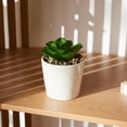 thumbnail image 3 of Anko Artificial Succulent #1 in Pot, 3 of 5