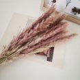 thumbnail image 2 of Flower Arrangement Dried Pampas Grass Real Plants Natural Herb Bouquet For Wedding Home Decoration Net Red Little Reed, 2 of 10