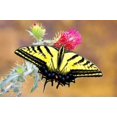 thumbnail image 1 of Swallowtail Poster Print by Douglas Taylor (24 x 36), 1 of 1