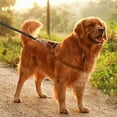 thumbnail image 2 of Heavy Duty Dog Tie Out Leash with Swivel for Large Dogs Outdoor Yard Camping Runner Secure Tethering, 2 of 4