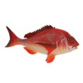 thumbnail image 1 of HILABEE Figurines d'Animaux Réalistes Action Marine Jouets Éducatifs Rouge Rouge Vivaneau, 1 of 9