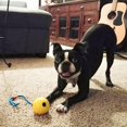 thumbnail image 4 of Training Ball with Rope Exercise and Reward Toy for Dogs Indestructible Dog Toy Ball with Handle for Training Pull Throw Toy tug Toy Dogs Fetch Toys, 4 of 7