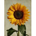 thumbnail image 1 of Qisvanset Textured Wildflower Meadow Canvas Print 12x16 Inch Farmhouse Decor, 1 of 8