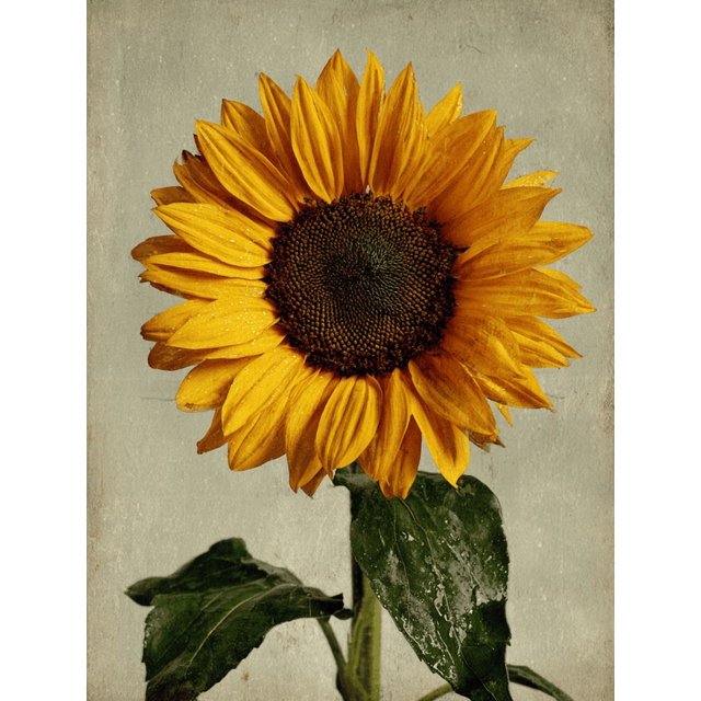 Qisvanset Textured Wildflower Meadow Canvas Print 12x16 Inch Farmhouse Decor